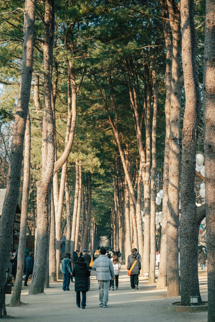 A tree-lined path on Nami Island, with tall metasequoia trees and fallen leaves creating a romantic autumn atmosphere.