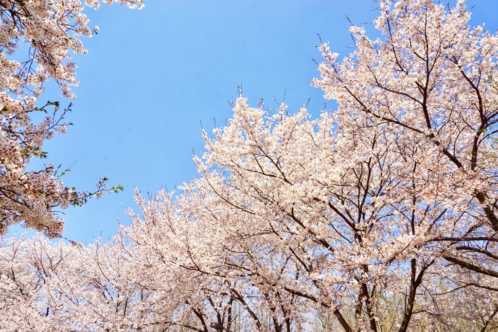 Cherry blossom trees in full bloom lining a walking path in Seoul during spring.