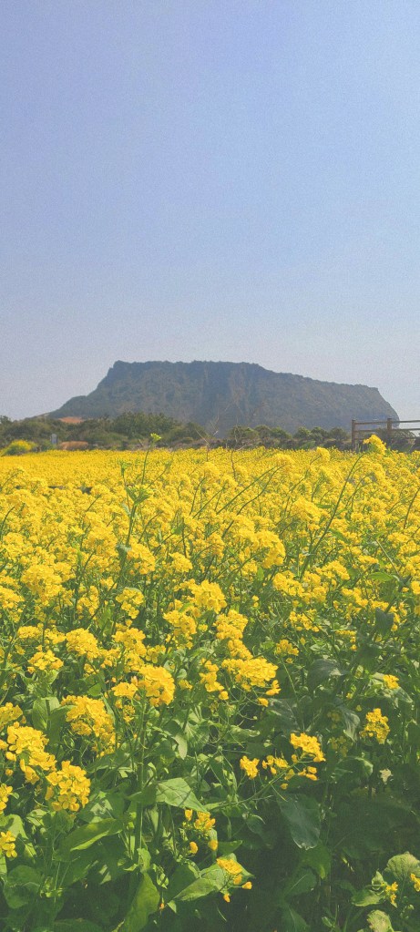 A vibrant field of yellow canola flowers blooming in Jeju Island during spring, under a bright sky.